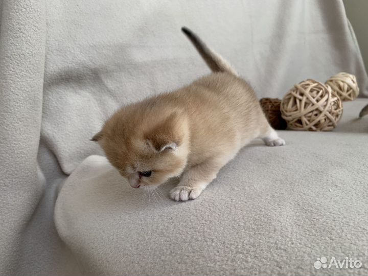 Британские котята золотая шиншилла