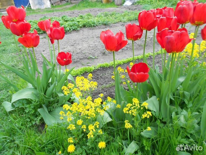 Луковицы красных тюльпанов