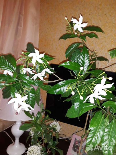 Табернемонтана