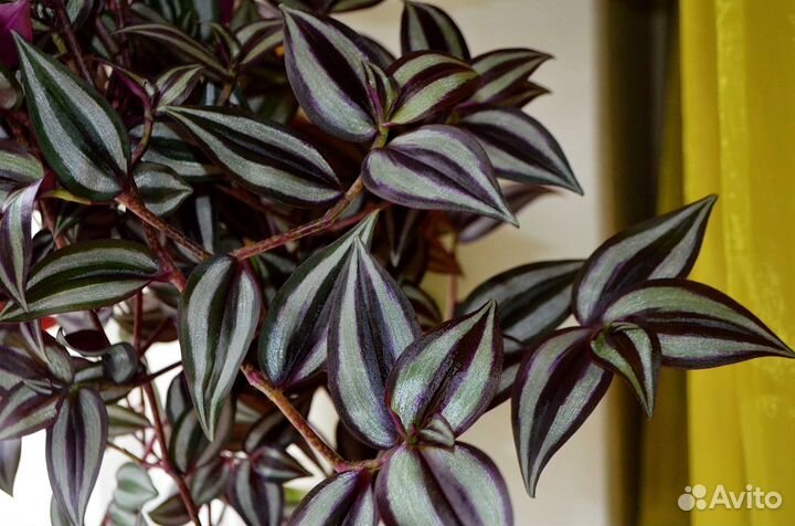 Комнатные цветы