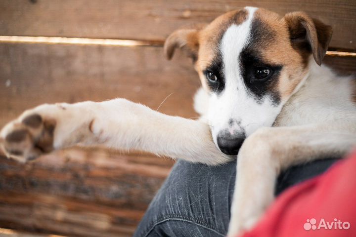 Собака в добрые руки