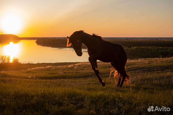 Лошади для фотосессий