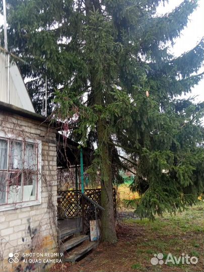 Ель на спил