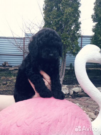 Щенки той пуделя