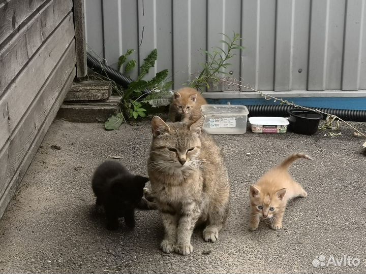 Котята в добрые руки
