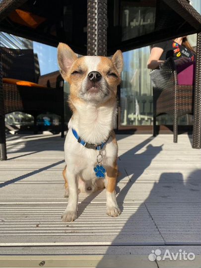 Кобель. Вязка чихуахуа