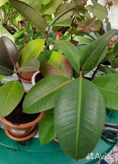 Фикус Робуста