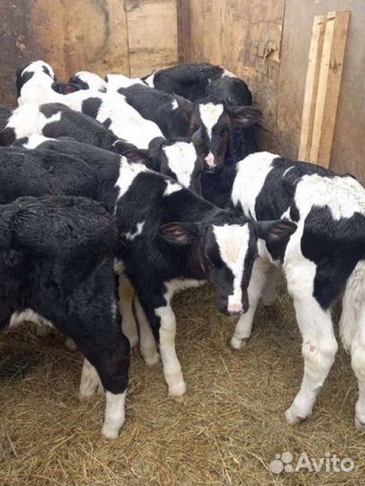 Бычки помесь