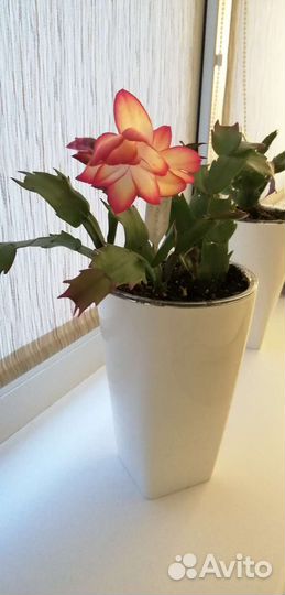 Декабрист (шлюмбергера)