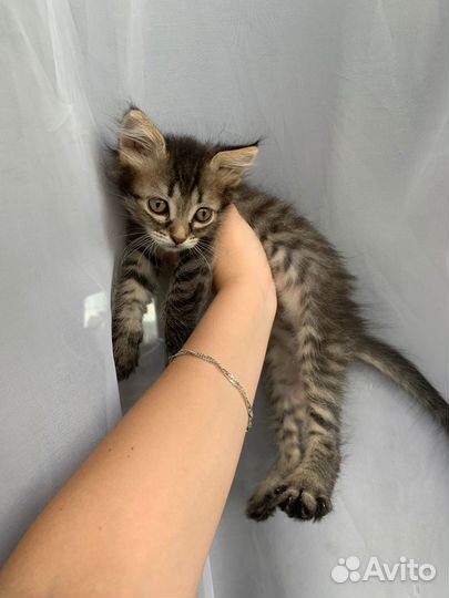 Котенок мальчик