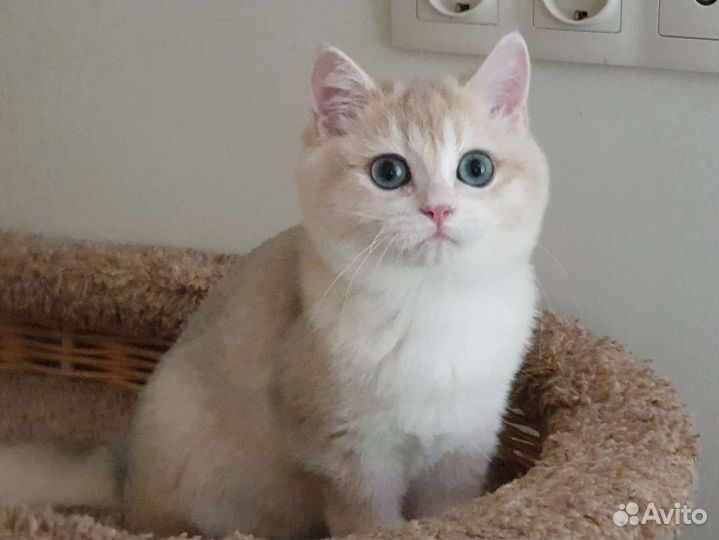 Британский котик ау12 (голубое золото)