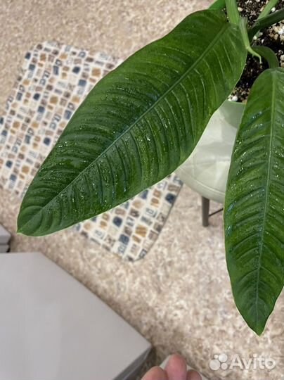 Филодендрон кампии