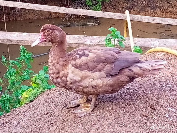 Яйцо для инкубации мускусной утки Красный бык