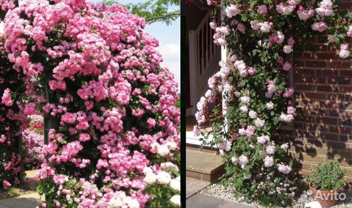 Редкие растения для сада