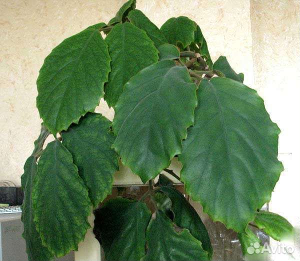 Тетрастигма Вуанье