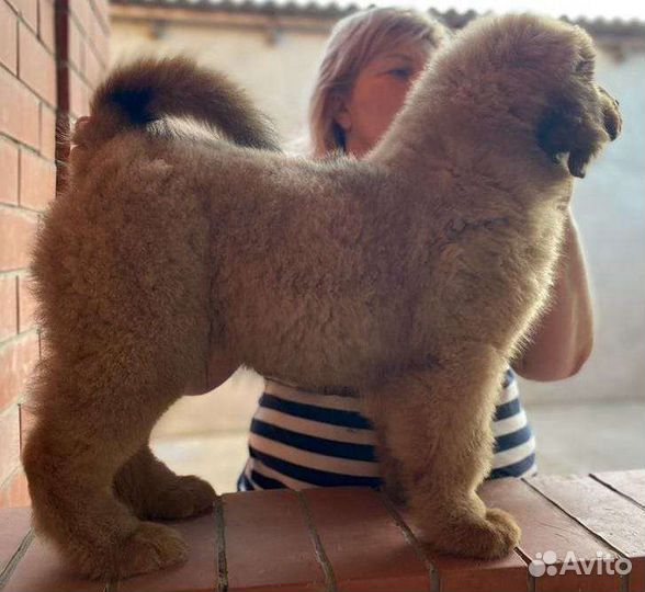 Тибет для выставочной карьеры