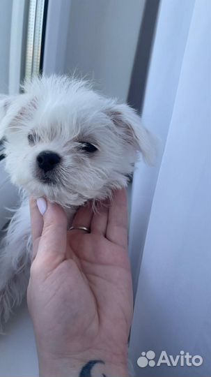 Щенок в добрые руки