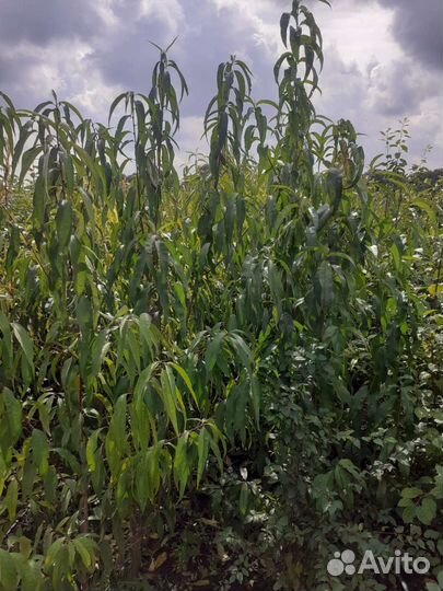 Саженцы плодовых деревьев