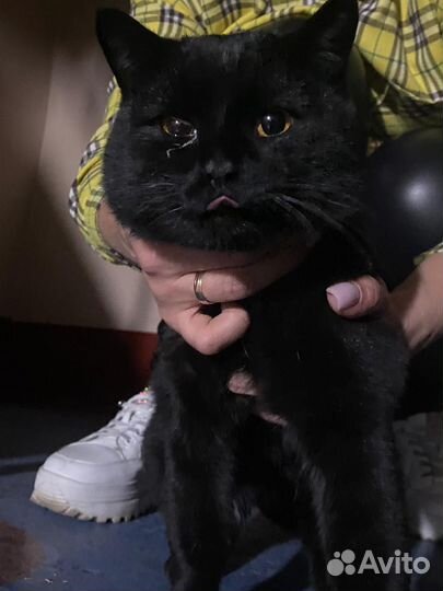Котик бесплатно