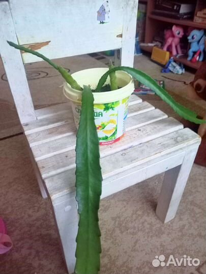 Комнатные цветы бесплатно