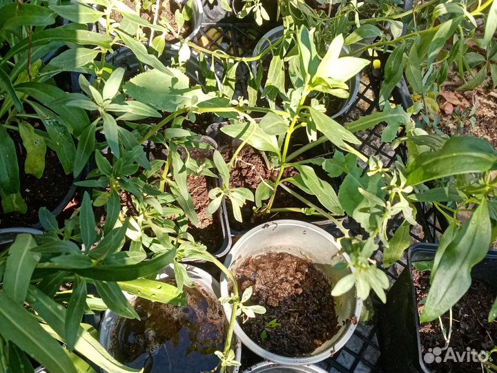 Саженцы цветов