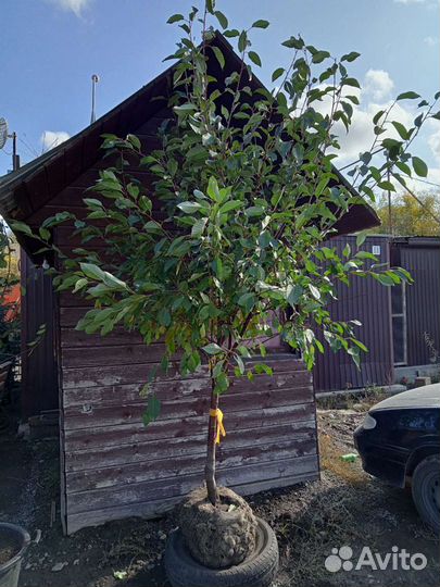 Саженцы Яблони