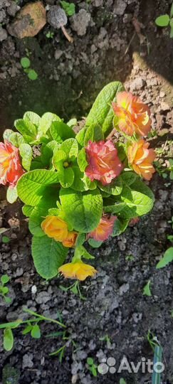 Примула беларина