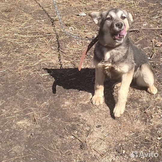 Виктория ищет добрую семью