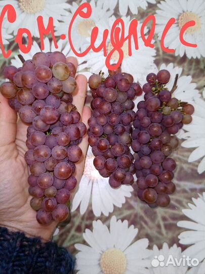 Виноград для Подмосковья