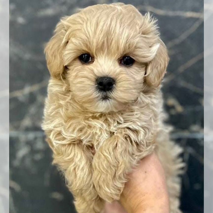 Maltipoo mini micro. Тор Dad Red Brown Podle