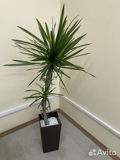 Стрелиция искусственная драцена