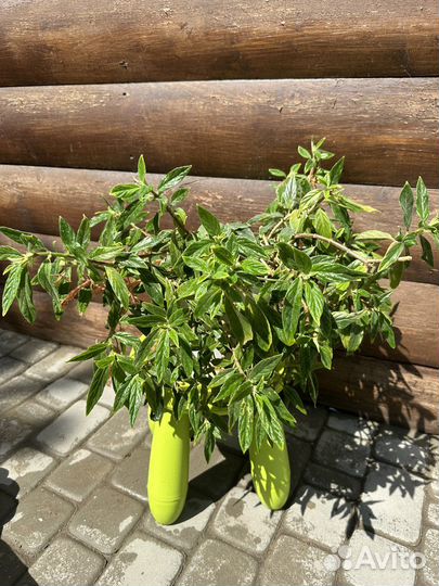 Колумния тигрина