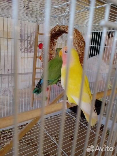 Неразлучник розовощекий