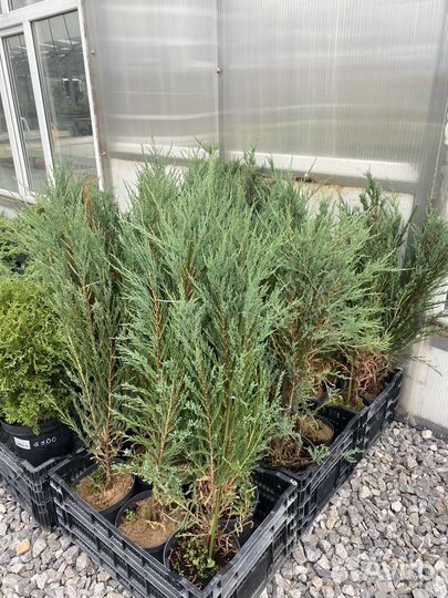 Можжевельник Blue Arrow в Тюмени