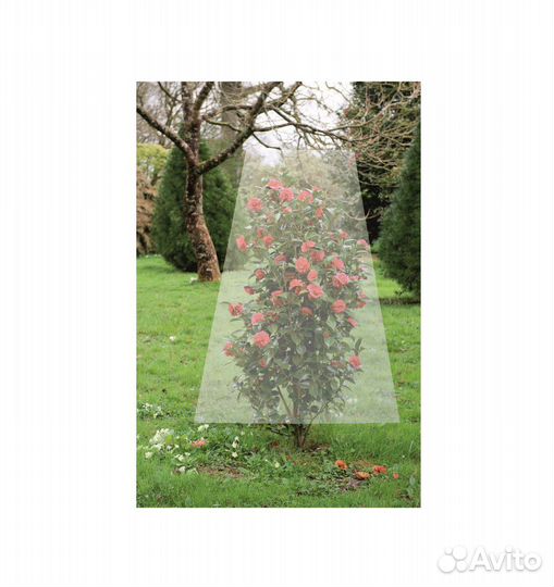 Чехол для роз и кустарников