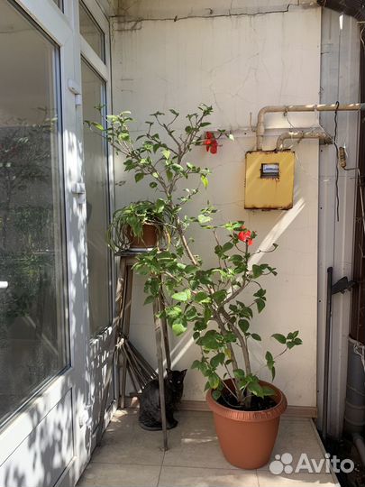 Комнатные цветы