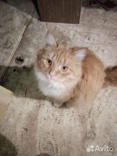 Рыжий кот ищет дом