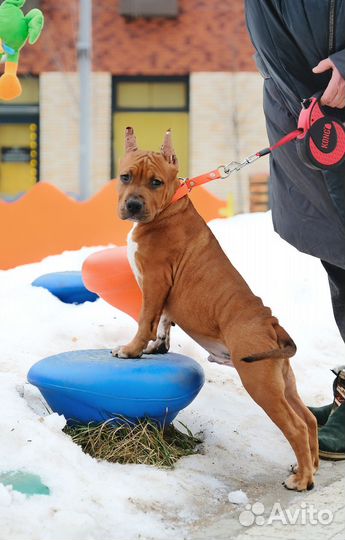 Щенок Амстафф (4 мес ) РКФ