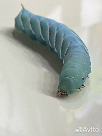 Кормовые насекомые