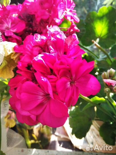 Цветы комнатные