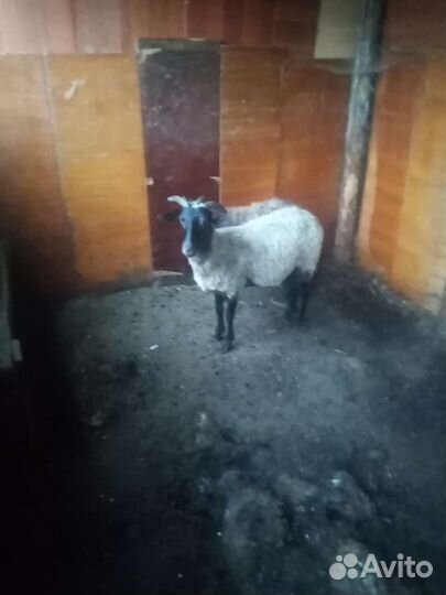 Овцы бараны