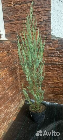 Можжевельник скальный Блю Эрроу для живой изгороди