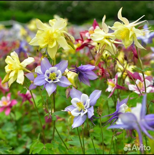 Аквилегия(водосбор) -многолетник