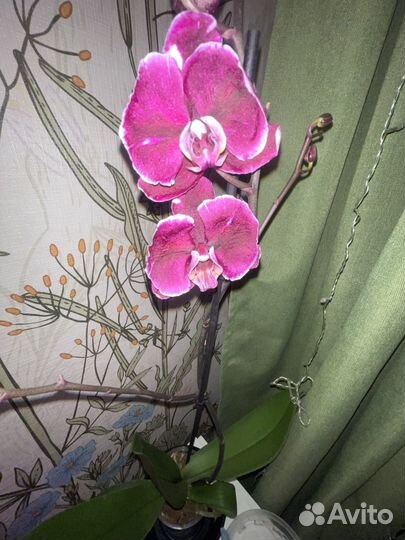 Орхидея фаленопсис каменная роза
