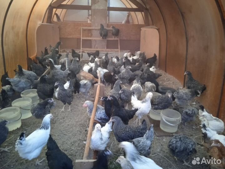 Чешский доминант молодки