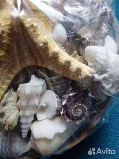 Морские ракушки