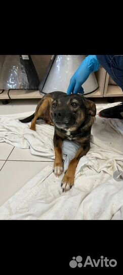 Собака в добрые руки