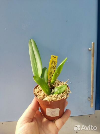 Орхидея. Каттлея Cattleya Leda