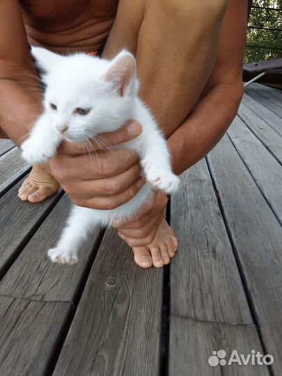 Котята в добрые руки даром