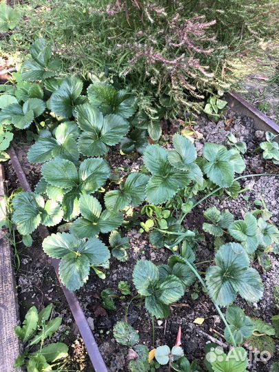 Усы клубники